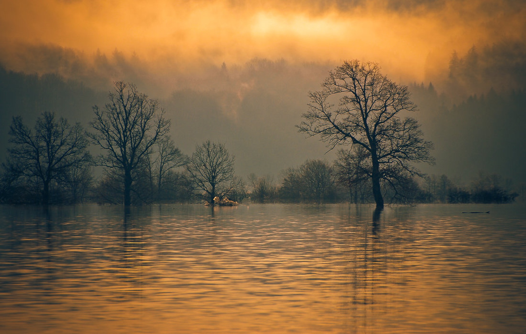 Kjer tišina šepeta by brane košak