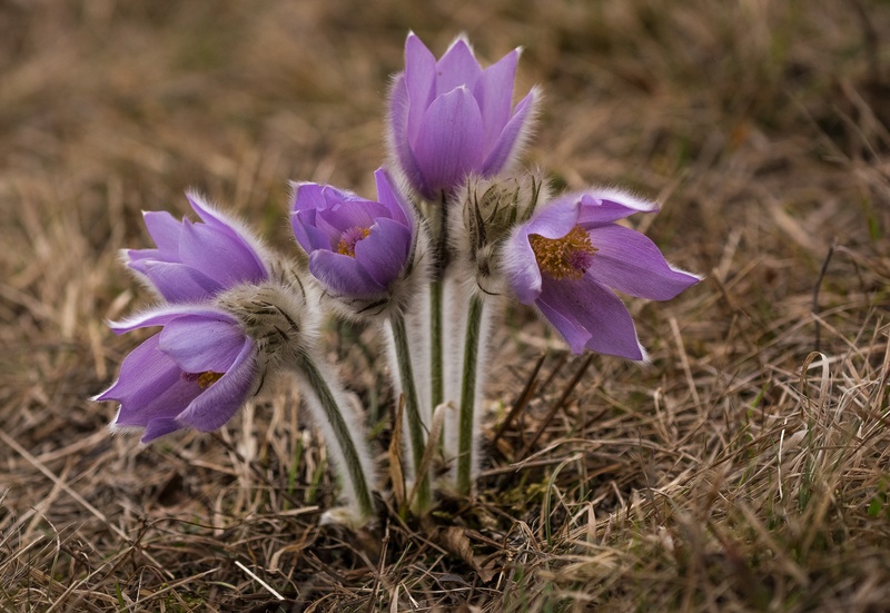 Pulsatilla grandis by brane košak