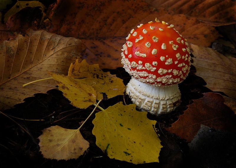Strupena lepota by brane košak