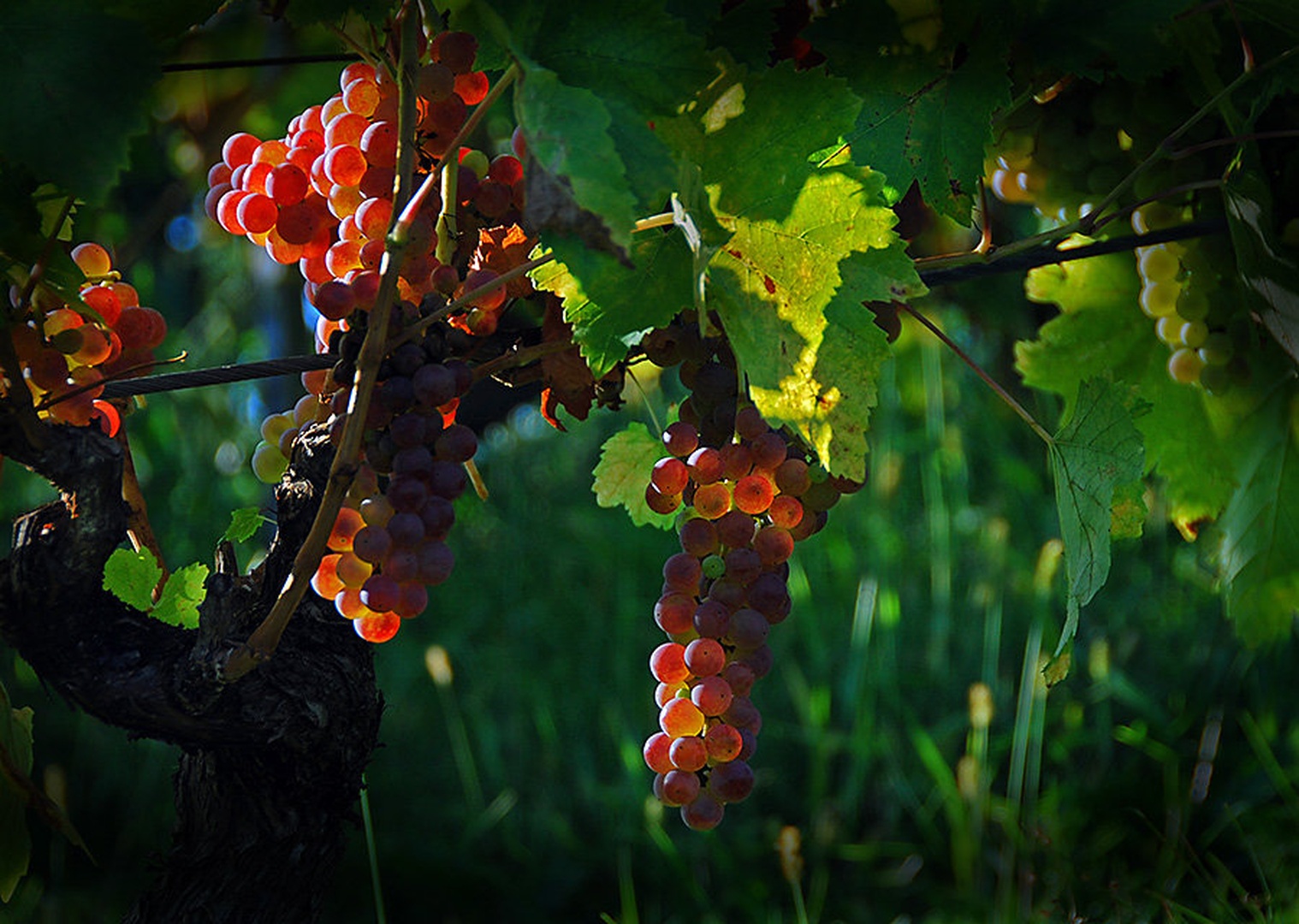 So trte obrodile by brane košak