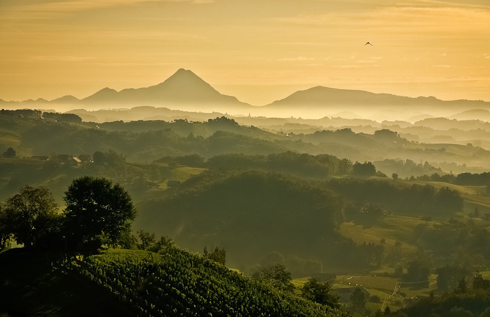 Jutro na kozjanskem by brane košak
