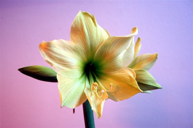 Amarillis Hippeastrum /Lemon Lime) by Darko Plohl