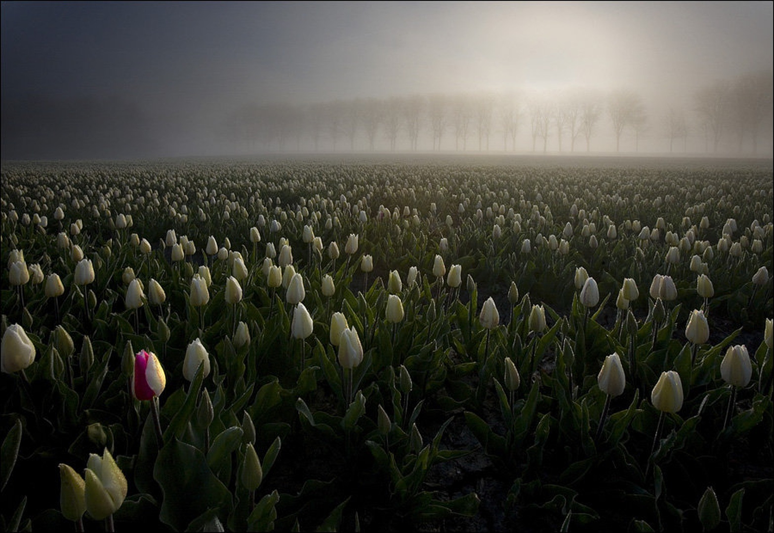 Netherlands 2 by Maciek Duczynski