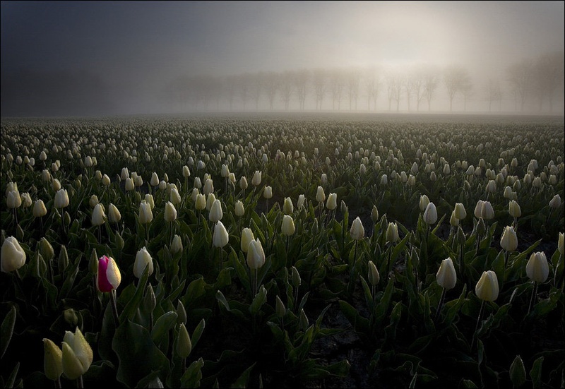 Netherlands 2 by Maciek Duczynski