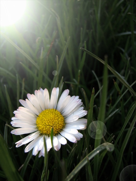 Growing for the sun by Nejc Lampret