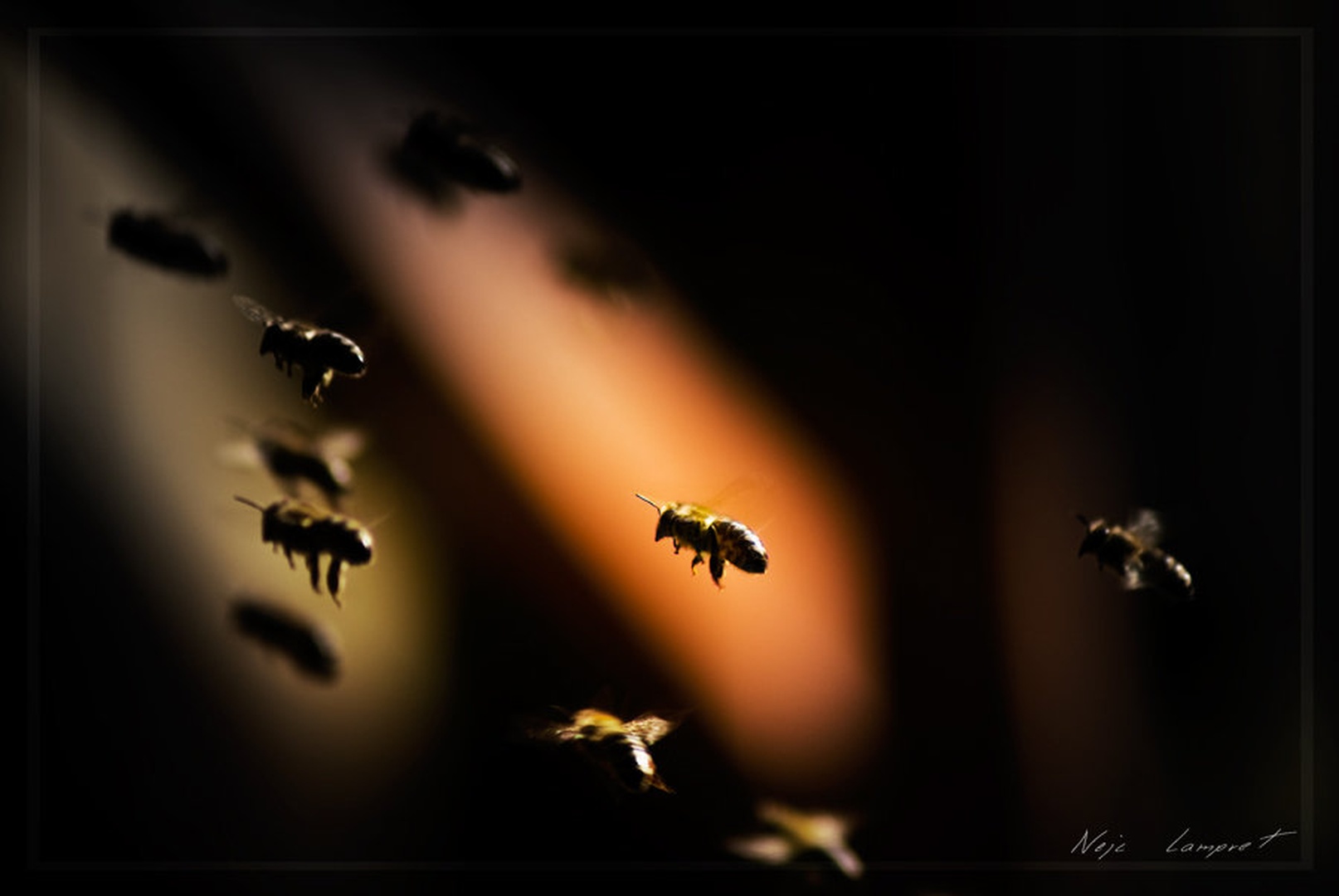 Bzzz . . . by Nejc Lampret