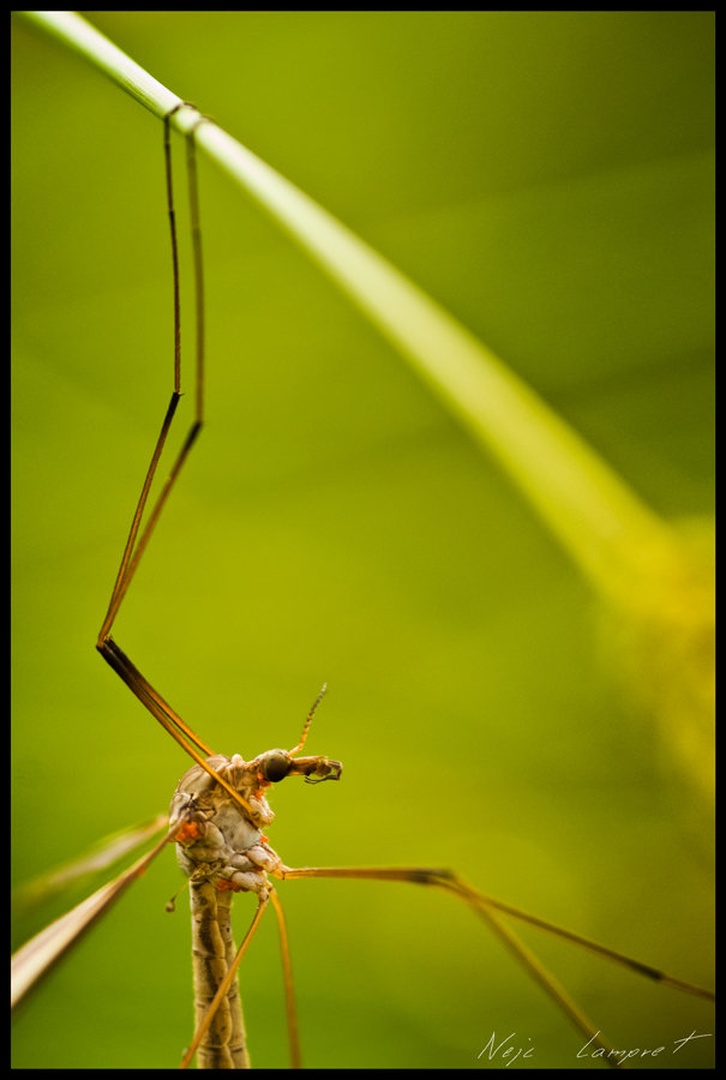 Help me !!! by Nejc Lampret