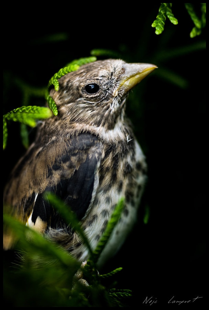 Don`t look at me by Nejc Lampret