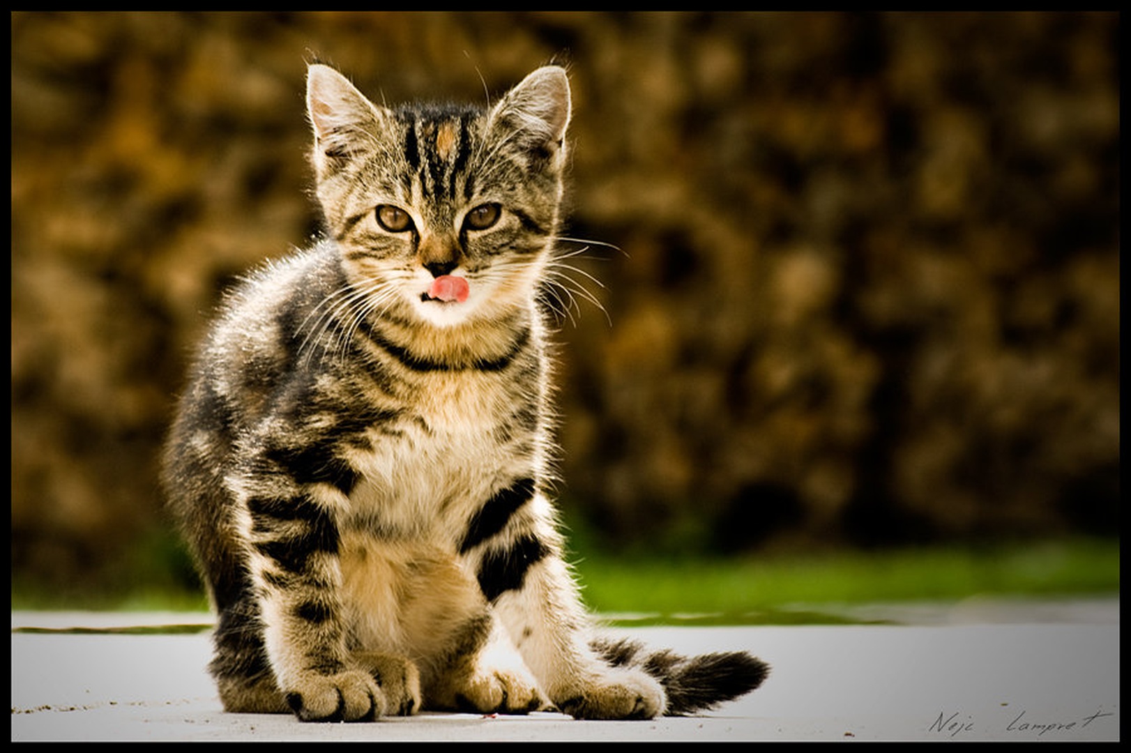 Grrr ... by Nejc Lampret