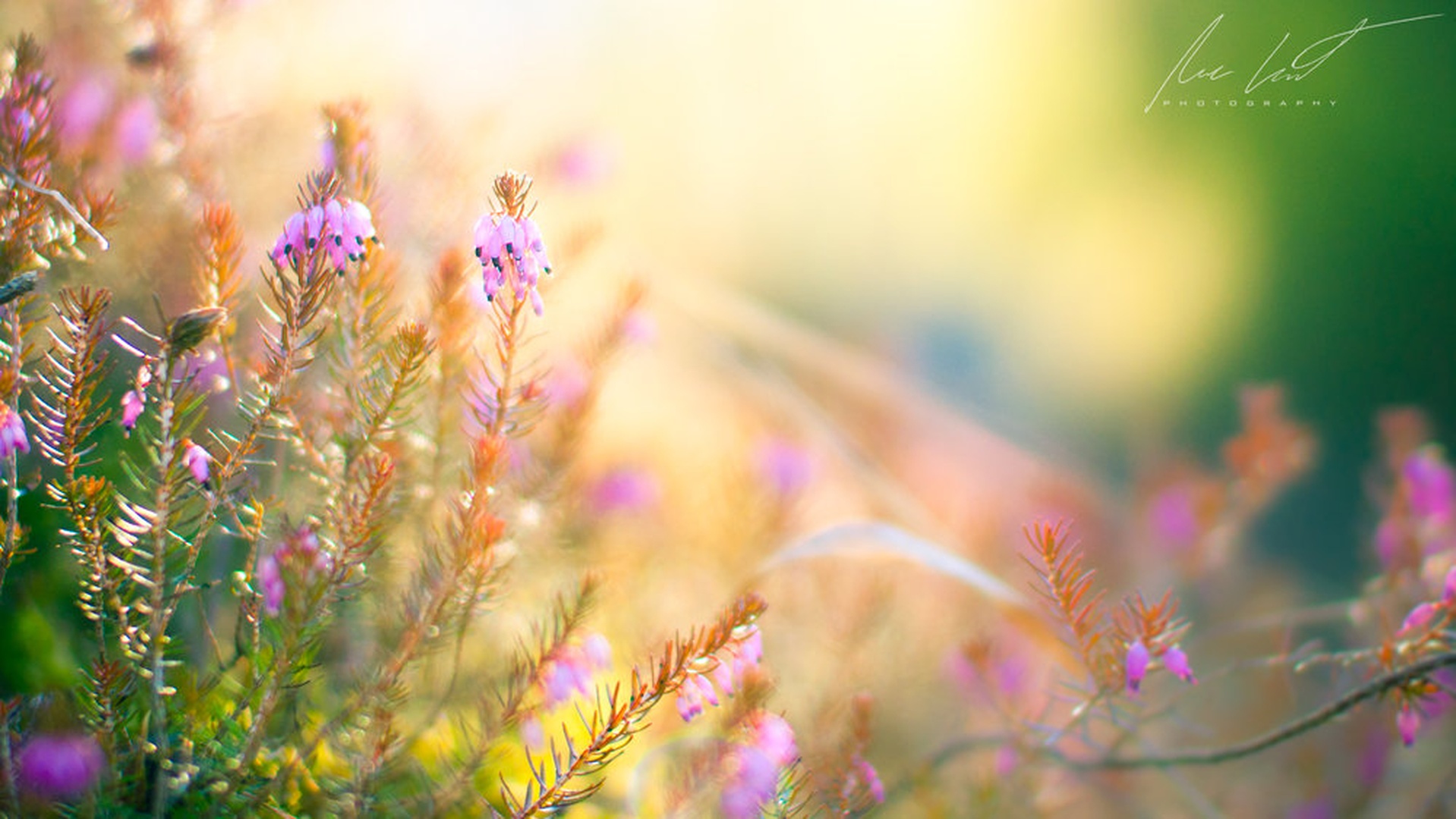 Softness in the spring by Nejc Lampret