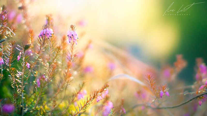 Softness in the spring by Nejc Lampret