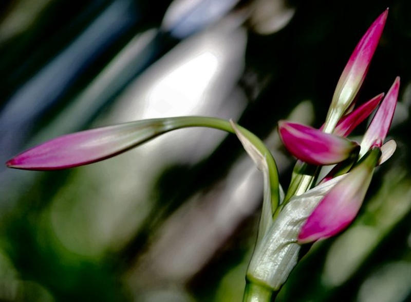 Just pink just amaryllis... by Jan Vatovec