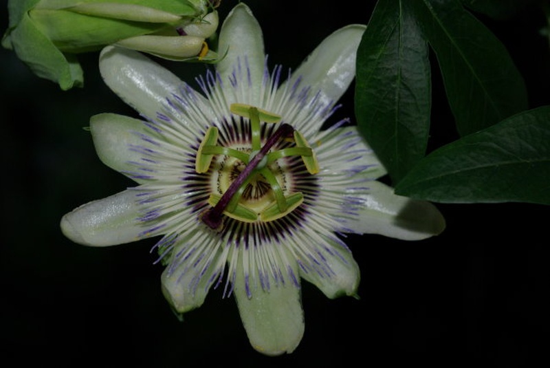 Pasiflora by Jan Vatovec