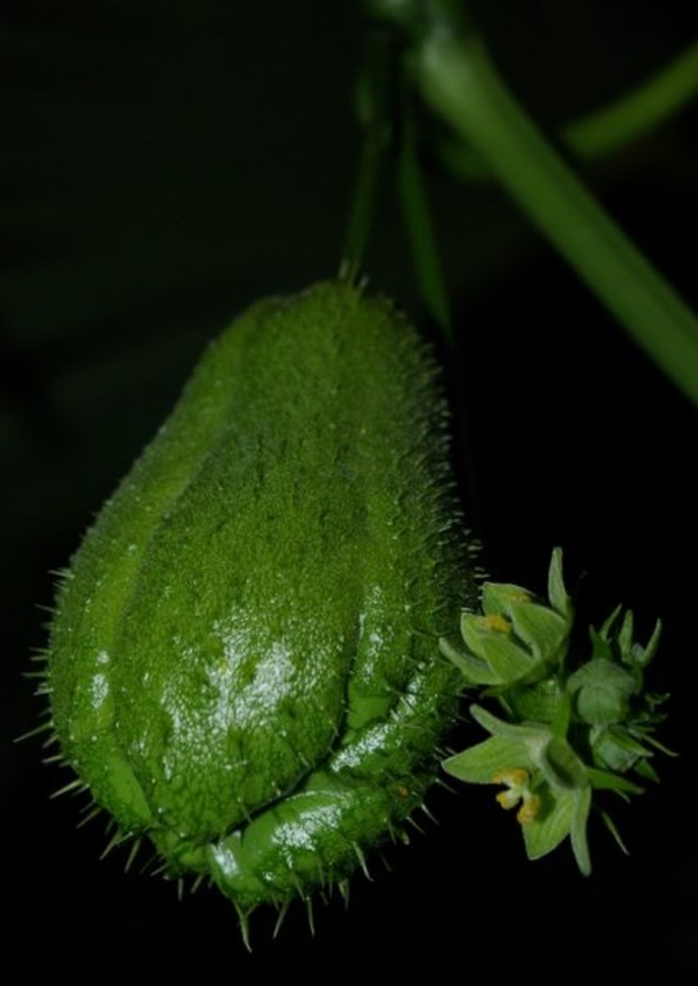 Sechium edule by Jan Vatovec