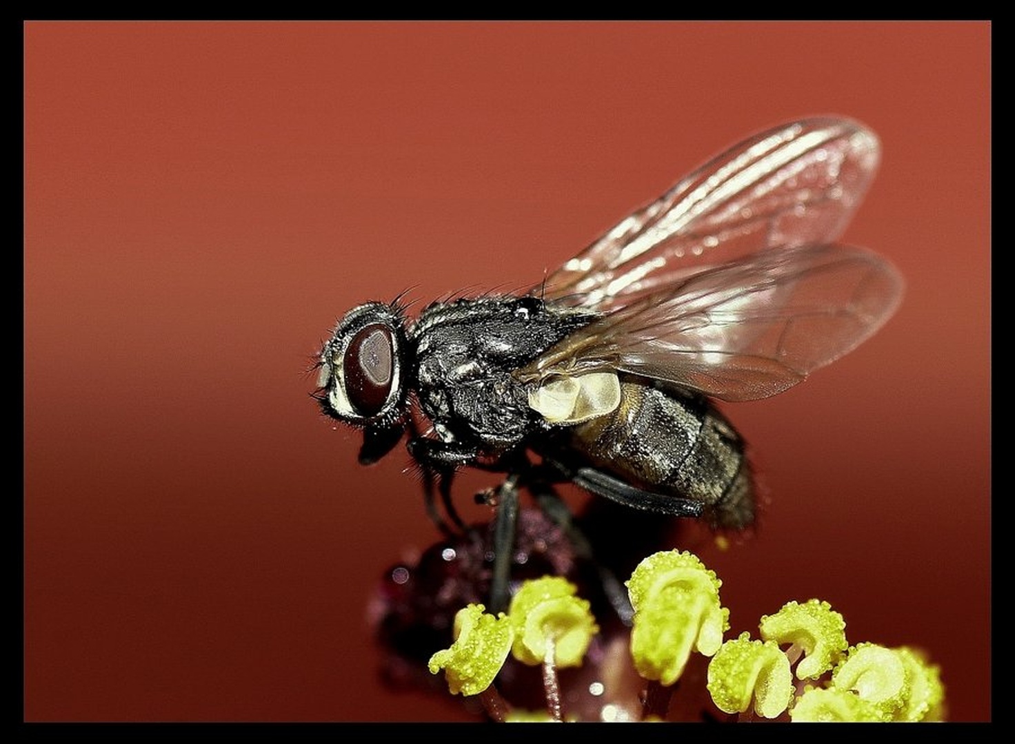 Fly2 by Jan Vatovec