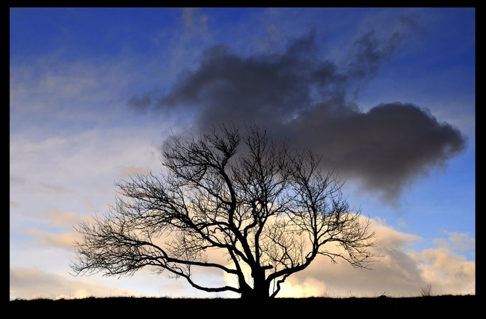 Tree by Jan Vatovec