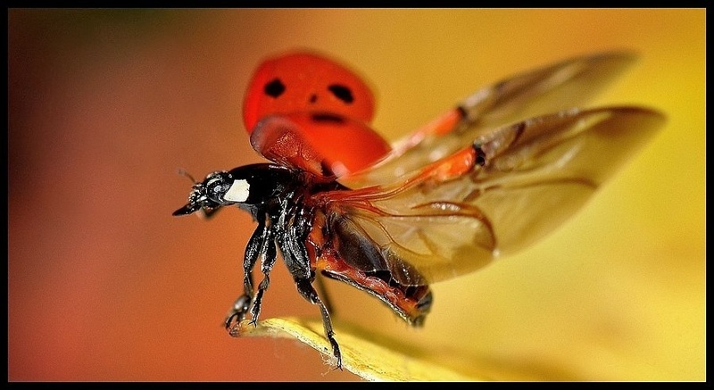 I`ll fly with you... by Jan Vatovec