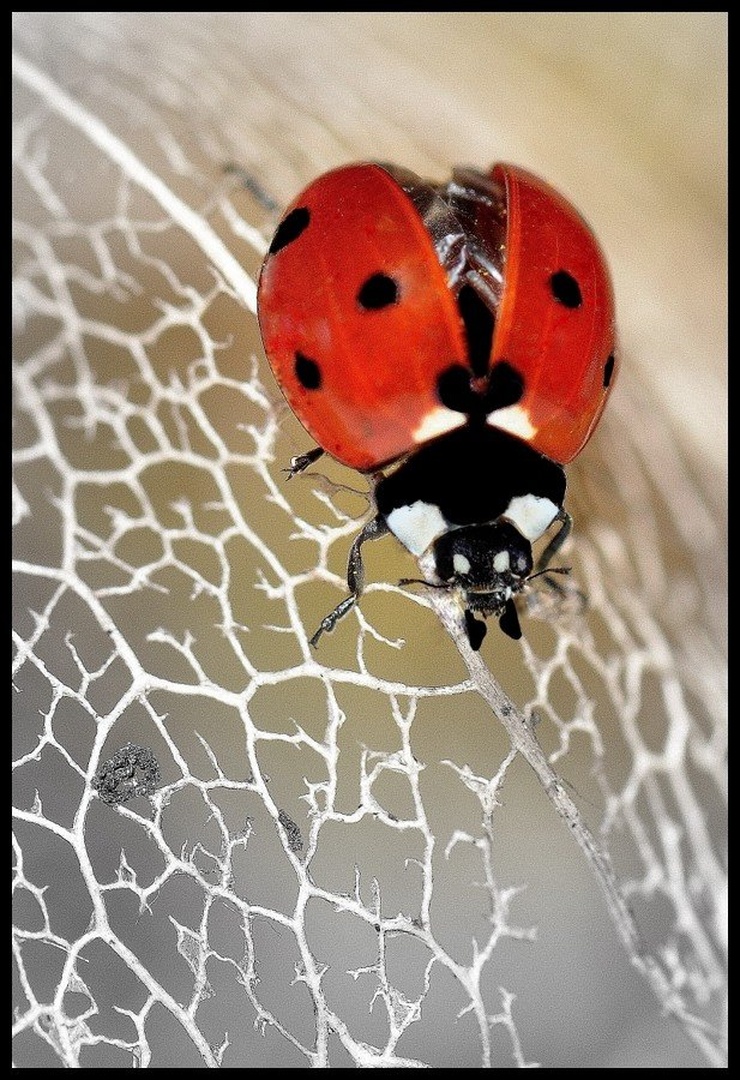 Red one by Jan Vatovec