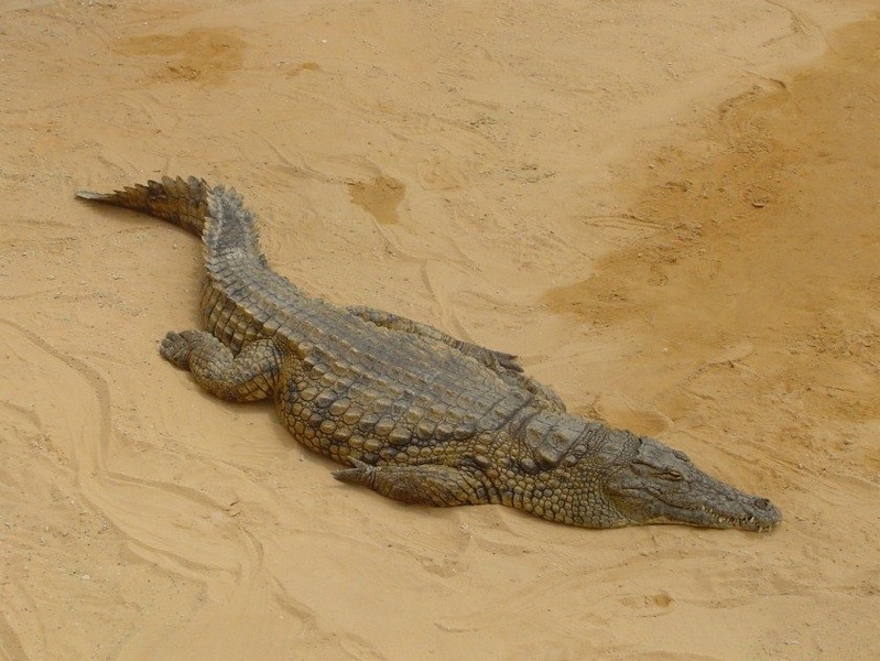madagaskarski se predstavi by elNino