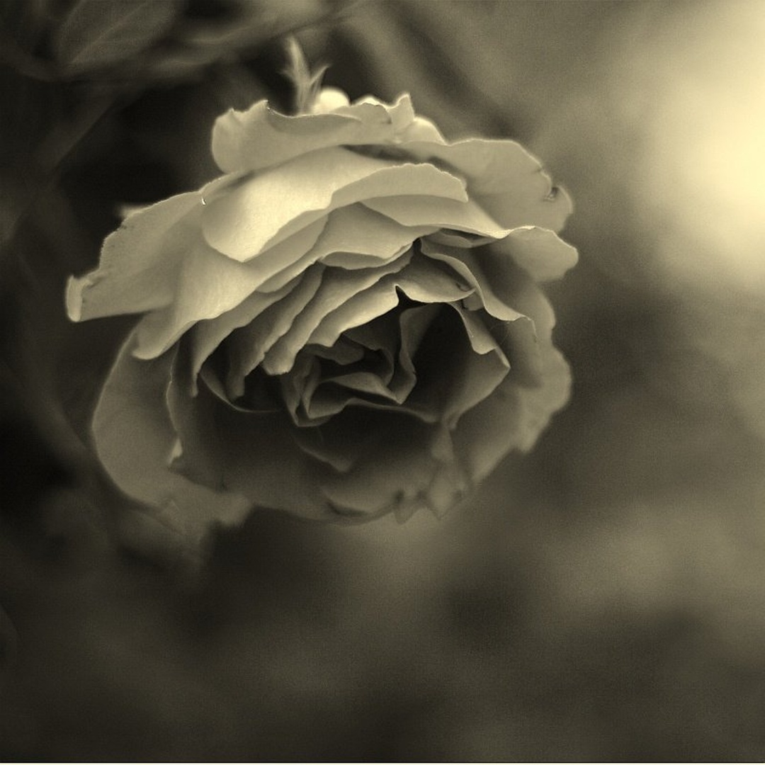 Rose Noir by Tomislav Može