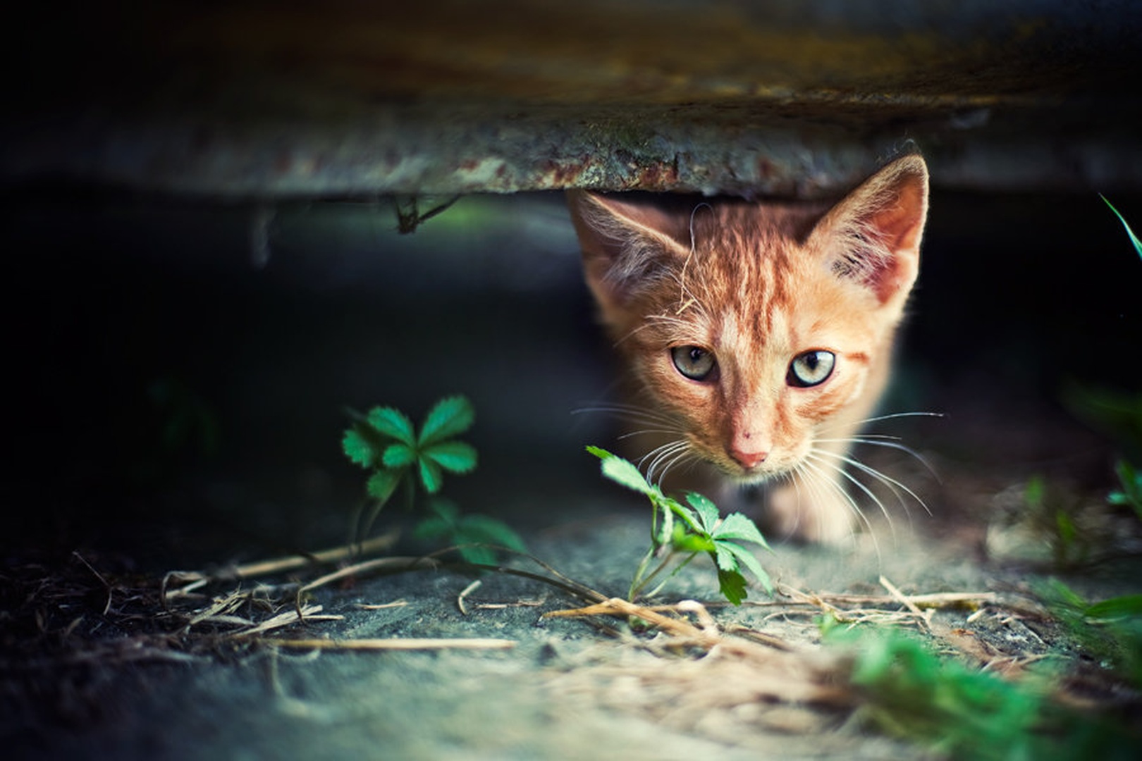 I'm gonna get u by Tomislav Može