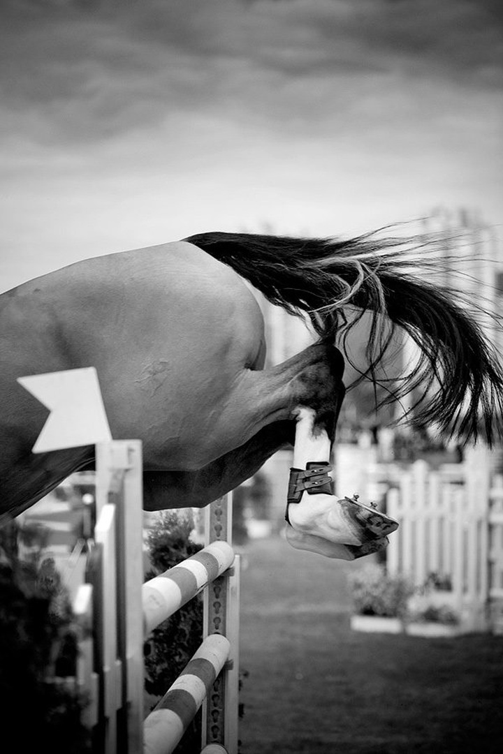 Tail of a winner by Tomislav Može