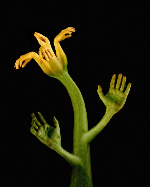 Flower by Tomislav Može