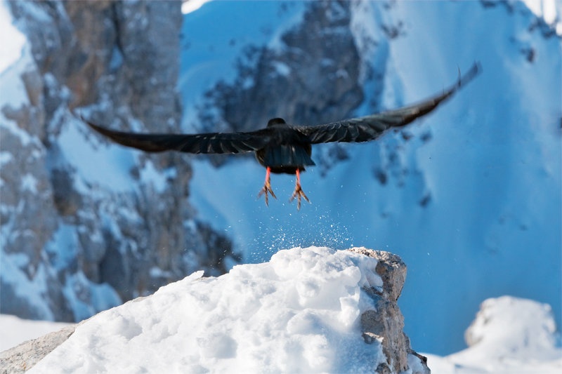 freedom by Gasper