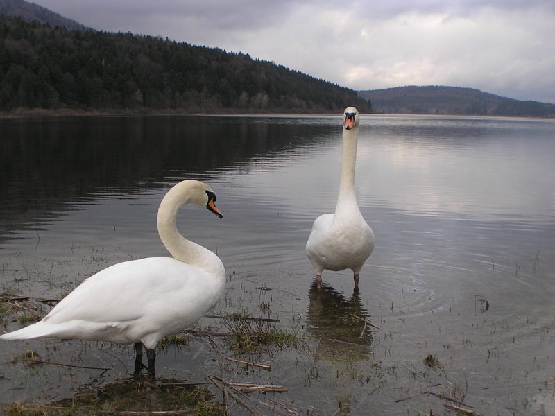 Cerkniško jezero by Goran