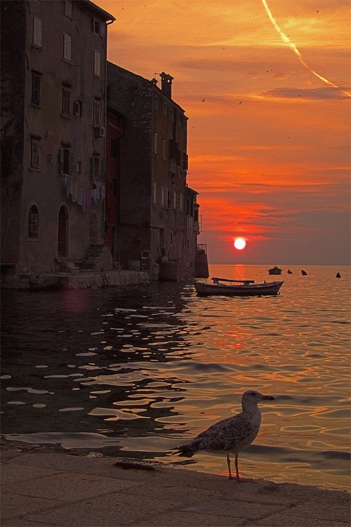 Rovinj, galeb, batana in sončni zahod by