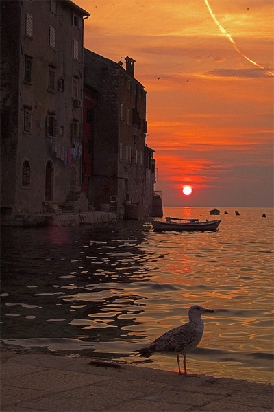 Rovinj, galeb, batana in sončni zahod by vican