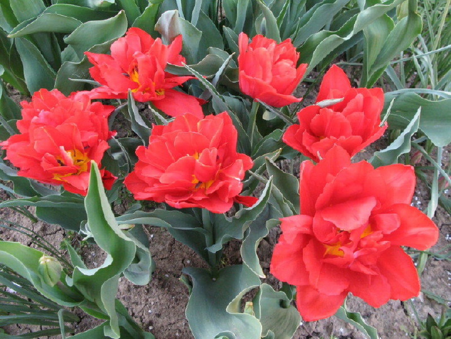tulipani by Marjan Zupanc