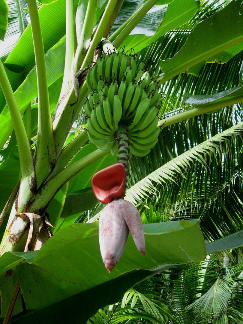 banane by Marjan Zupanc