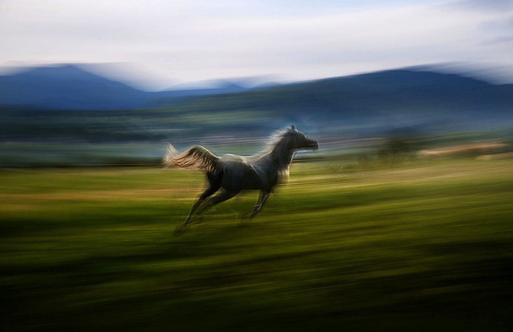 alone,wild and free by Milan Malovrh