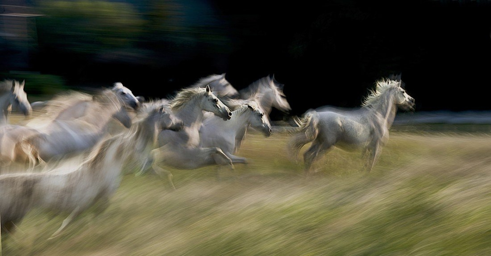 galop by Milan Malovrh