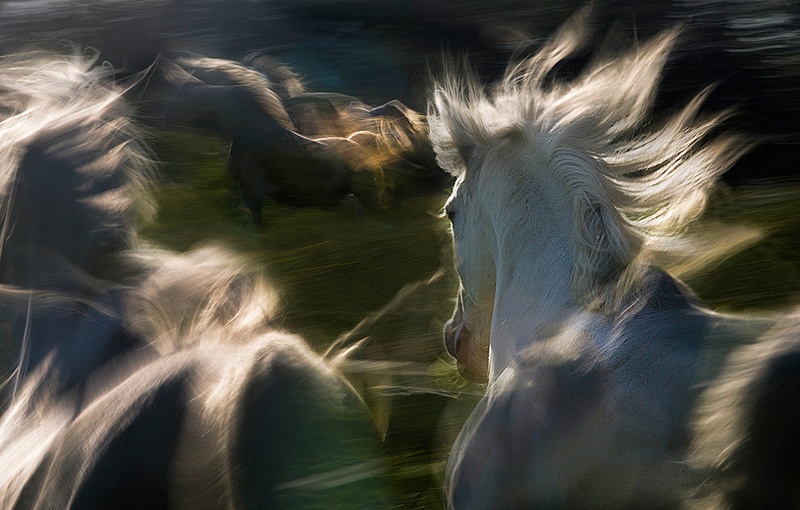 esata equina by Milan Malovrh