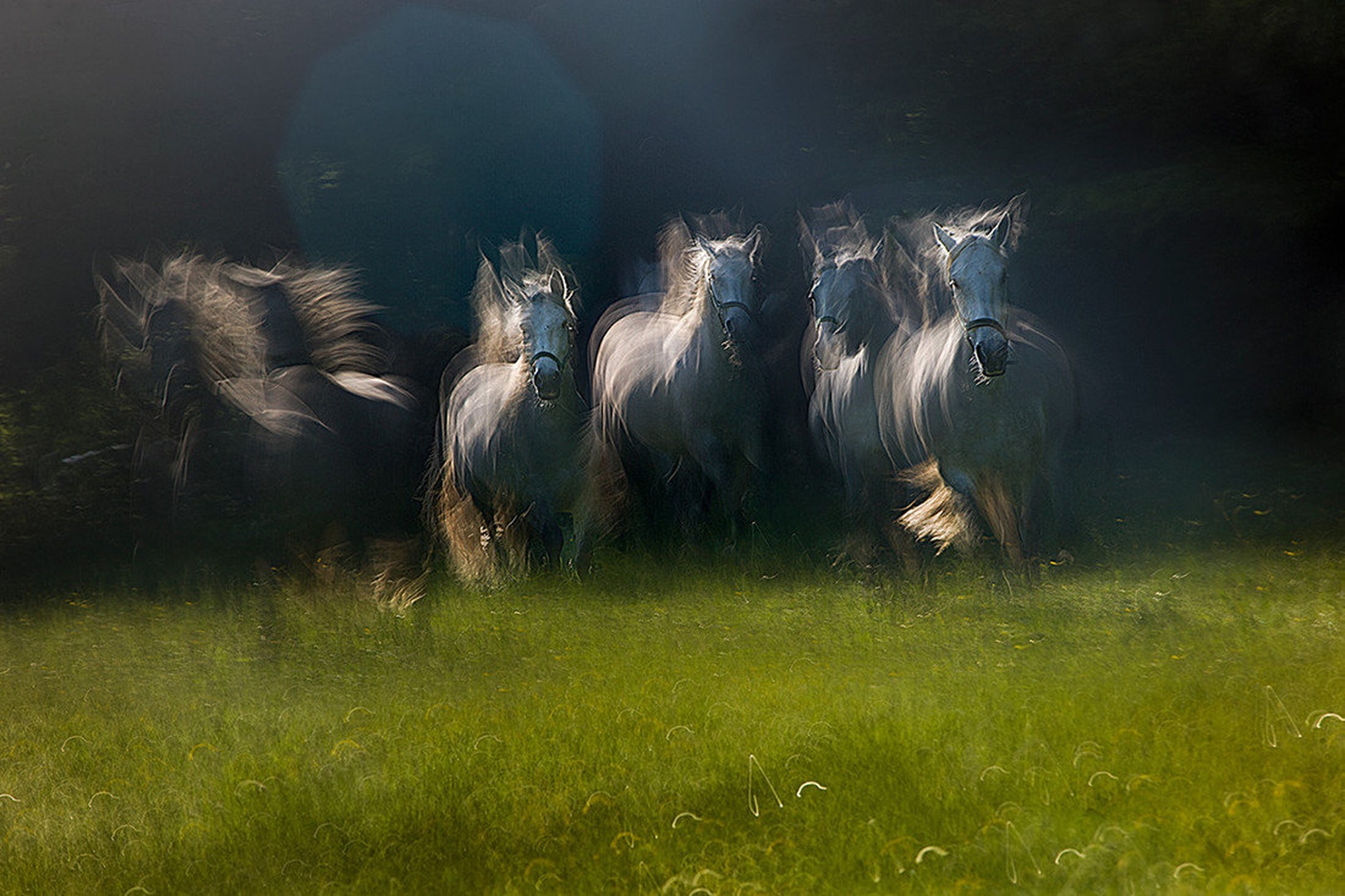 galop by Milan Malovrh