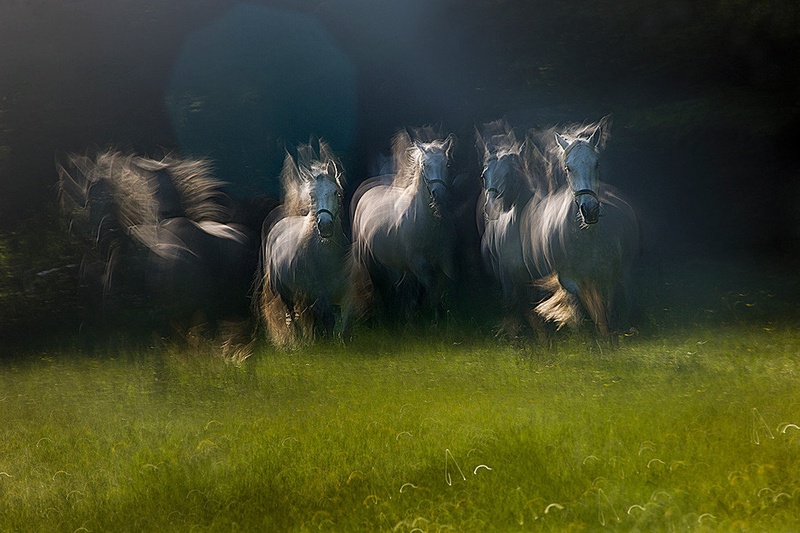 galop by Milan Malovrh