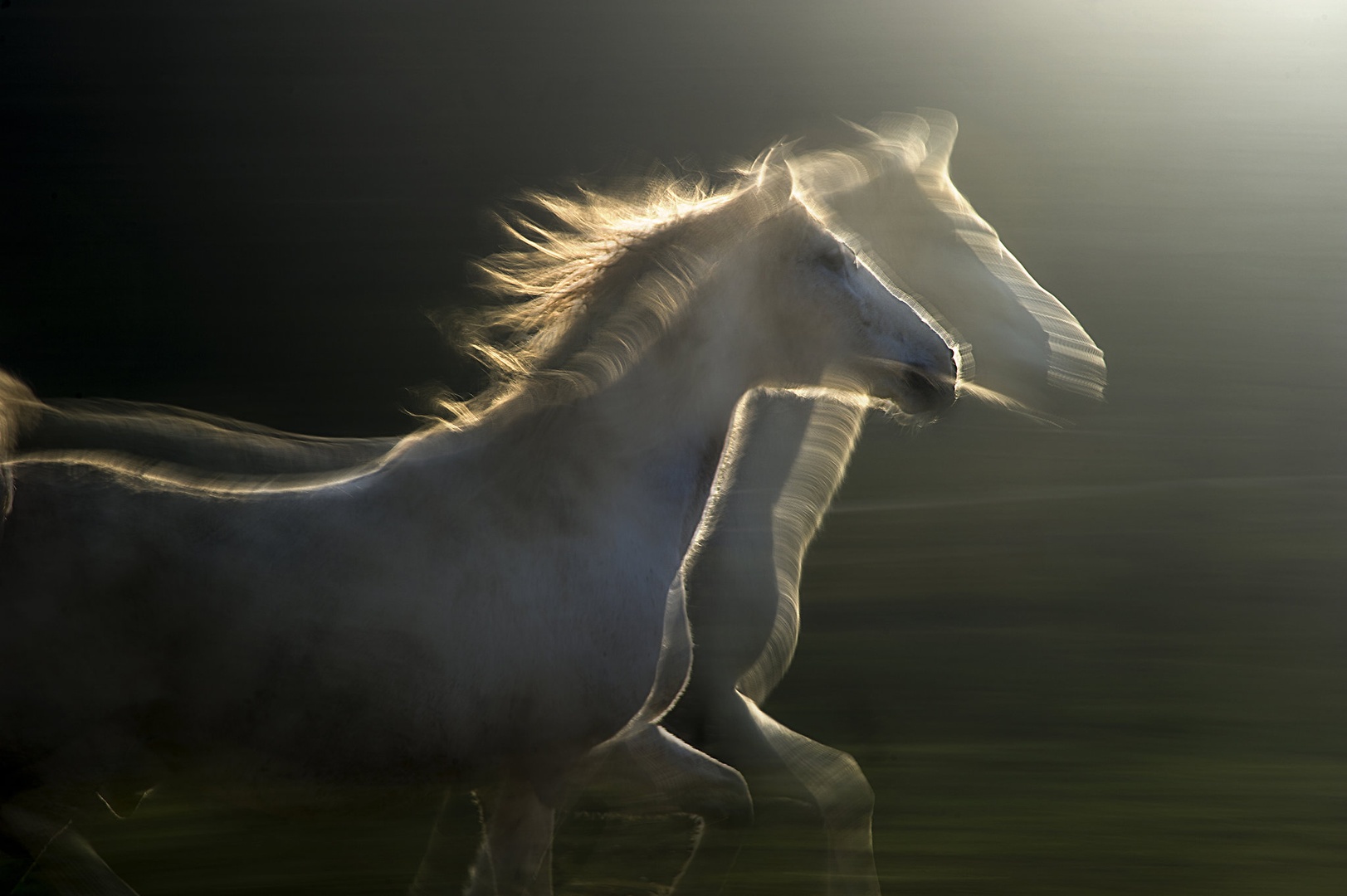 echoes of light by Milan Malovrh