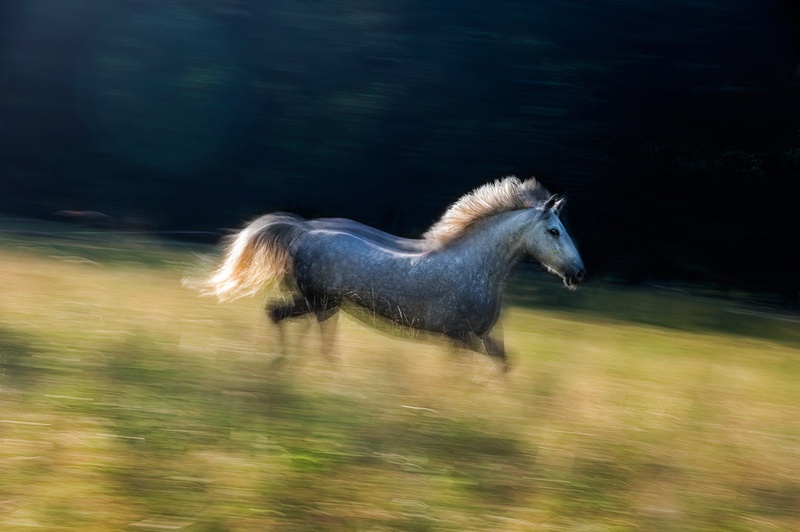 galop by Milan Malovrh