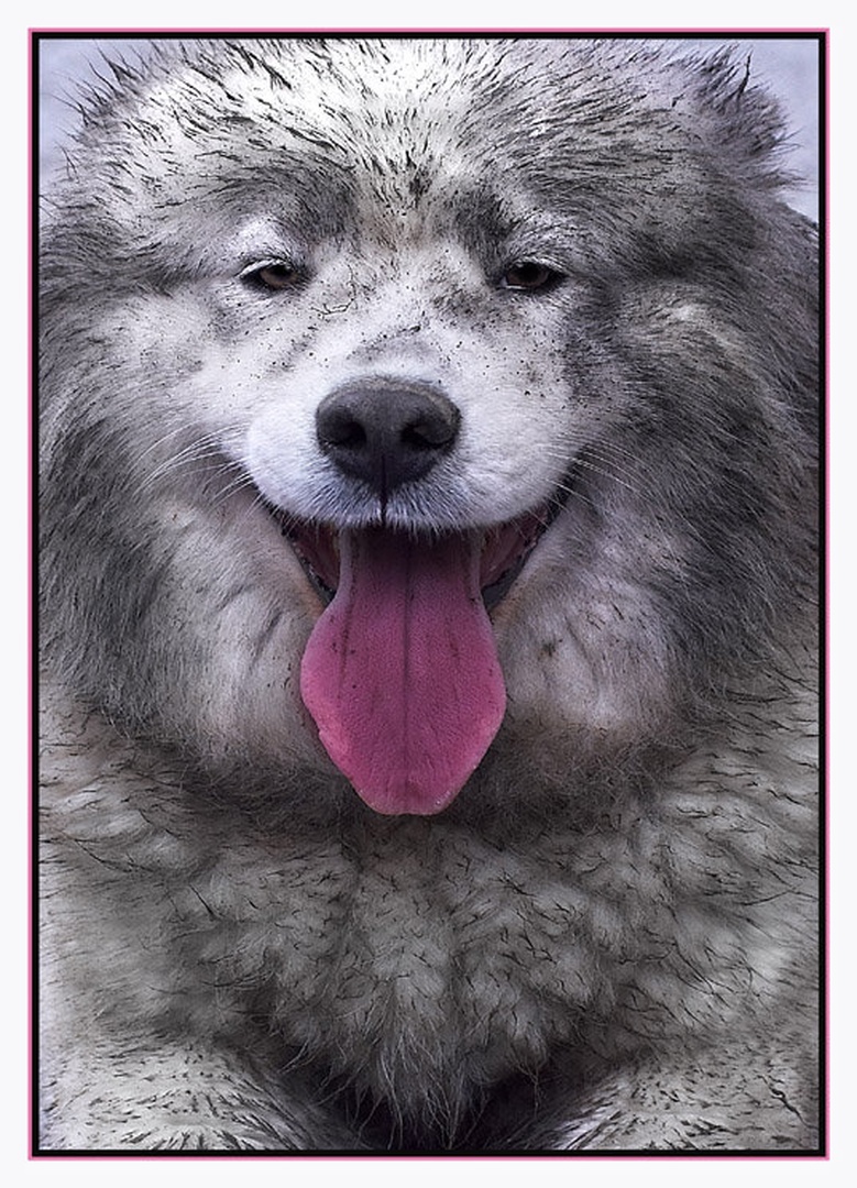 ASKA DRTHI by Milan Malovrh