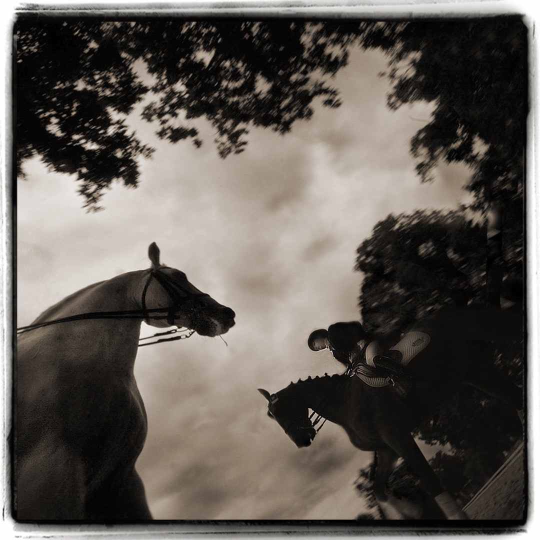 Knight horses by Milan Malovrh
