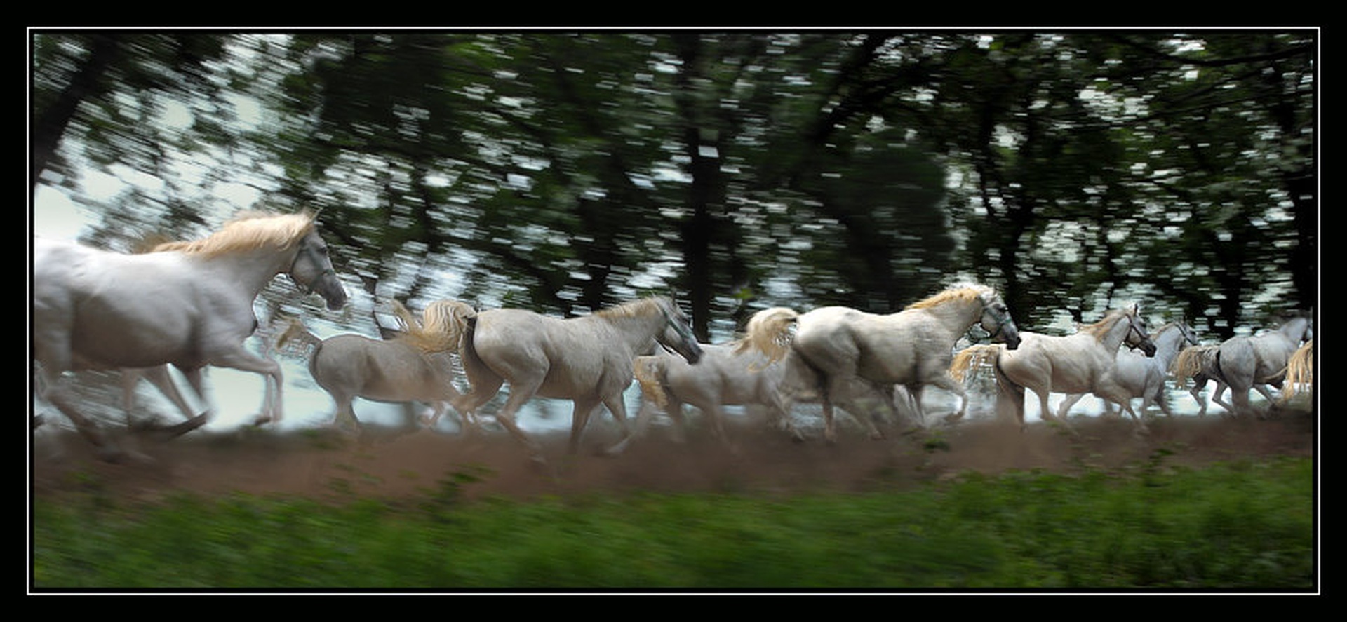 GALOP by Milan Malovrh