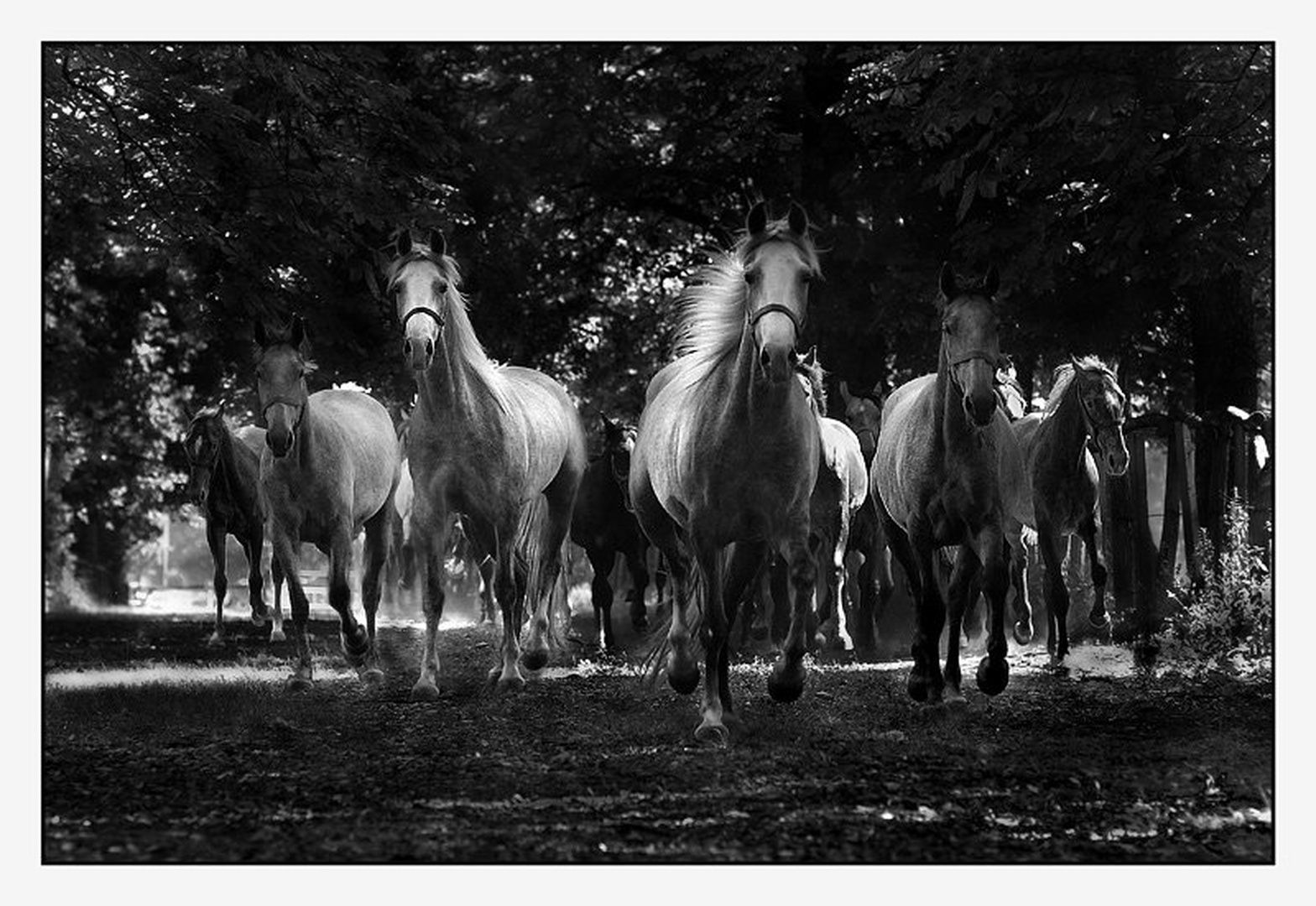 GALOP 2 by Milan Malovrh