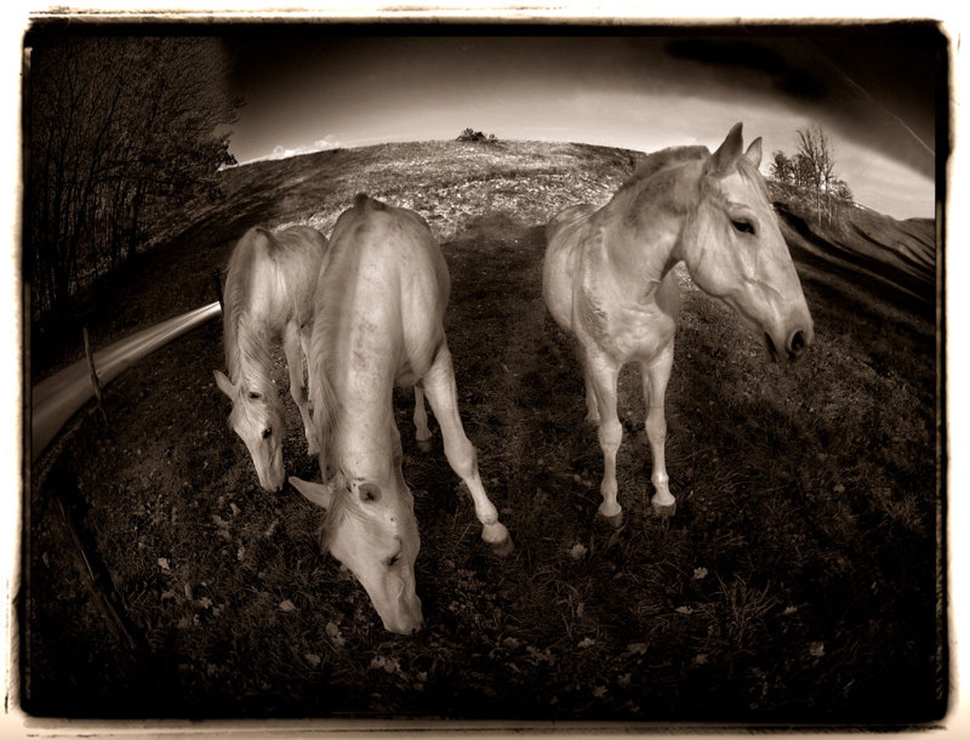 Zenit by Milan Malovrh