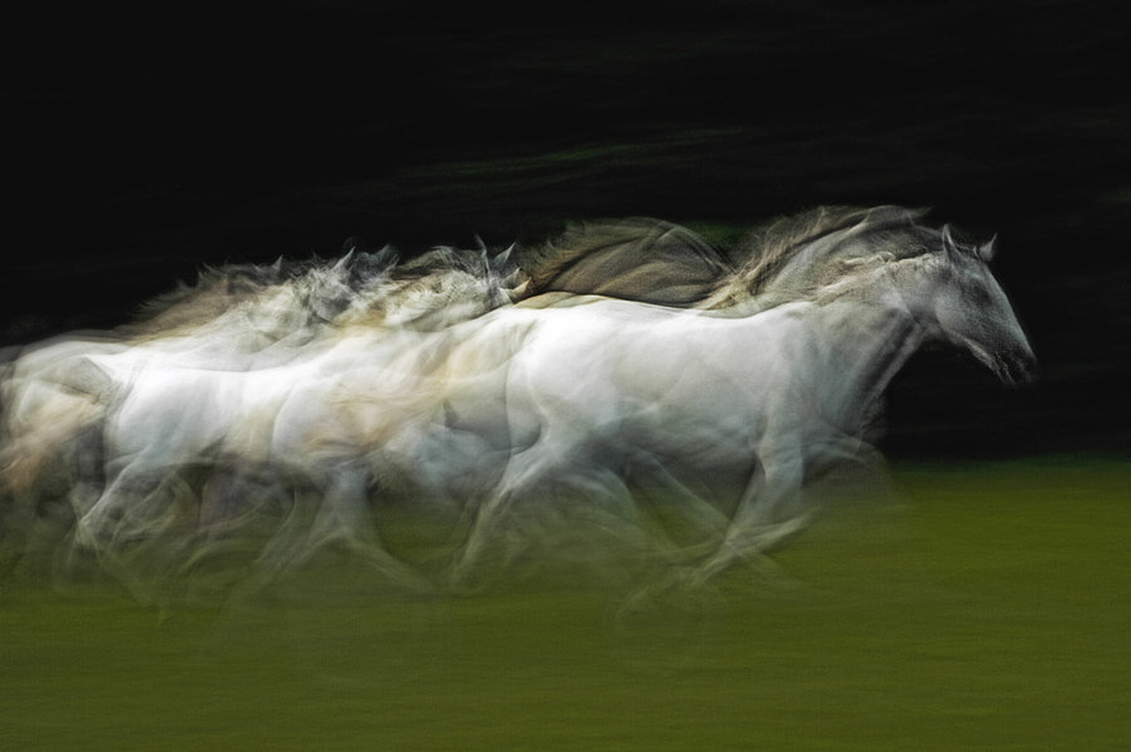 Stampedo by Milan Malovrh