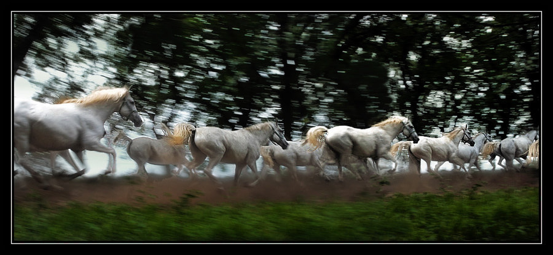 Galop by Milan Malovrh