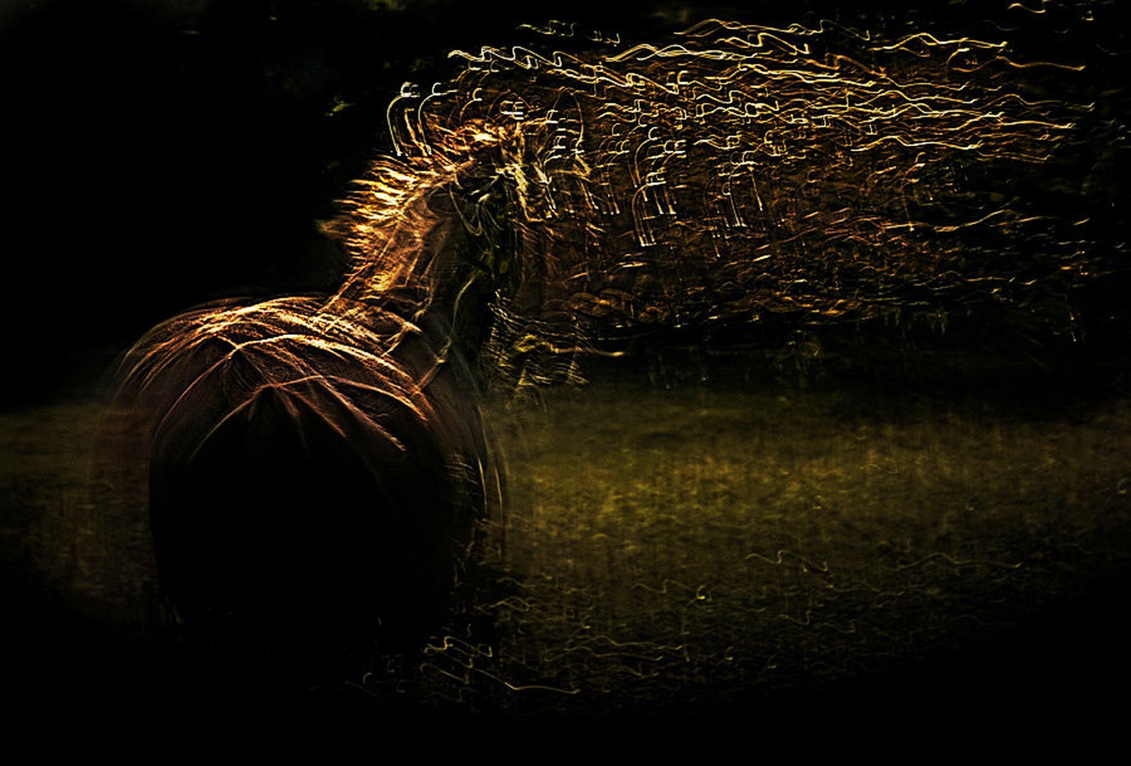 Equs by Milan Malovrh
