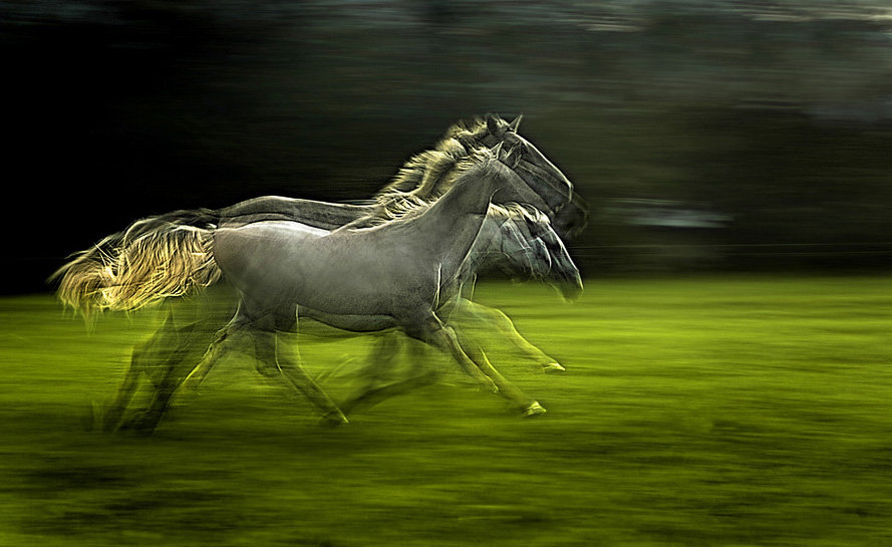 Galop by Milan Malovrh