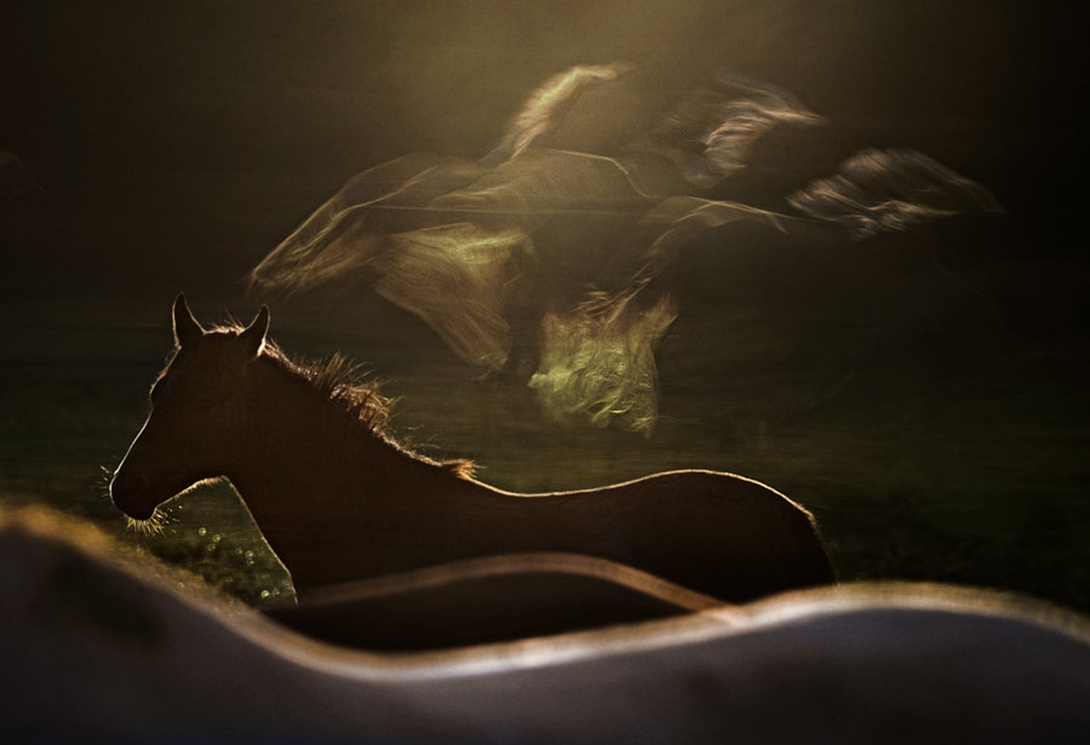 dream shine by Milan Malovrh